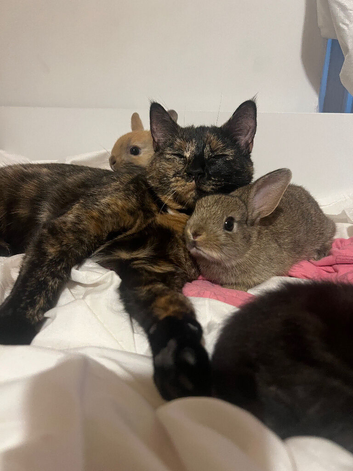 Bunnies