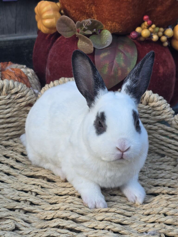Mini Rex Kits for RESERVE