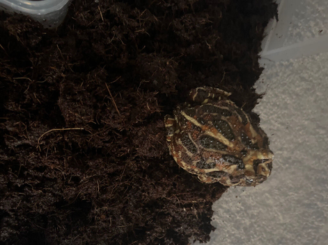 Male pack man frog for sale