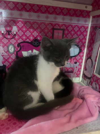 Kittens ready too leave