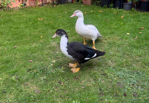 Two ducks