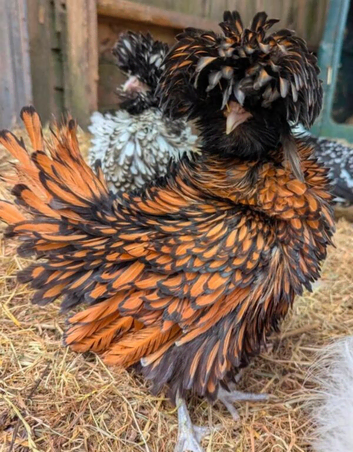 Polish Hens available Pullets - laying