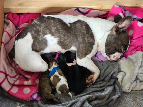 French bull weiner puppies