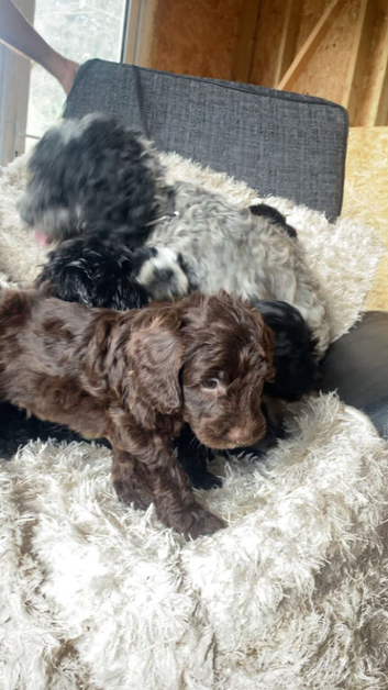 Beautiful cockapoo puppys