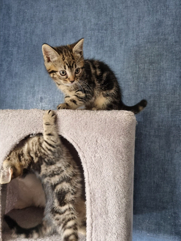 Beautiful tabby kittens looking for their forever homes
