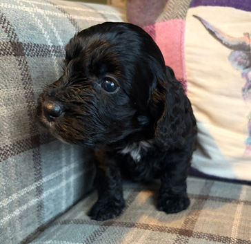 Gorgeous Cockapoo Puppies