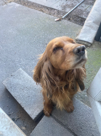 Rubi