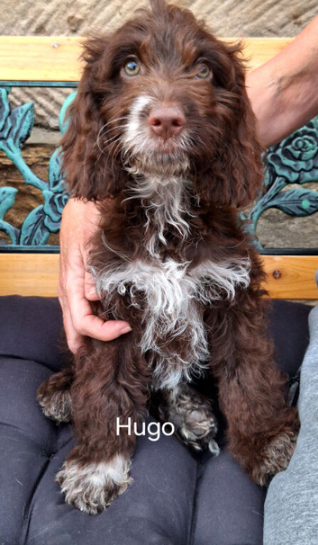 Chocolate and white F1 Cockapoo puppy