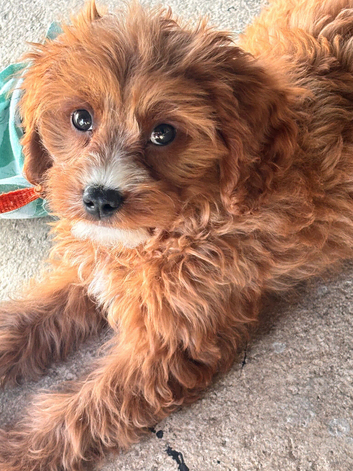 Beautiful boy cavapoo