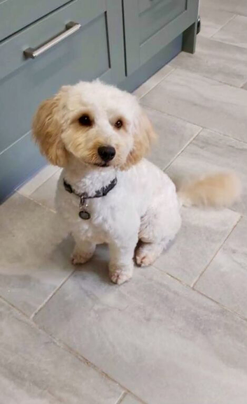 Cavapoo 10 months old.