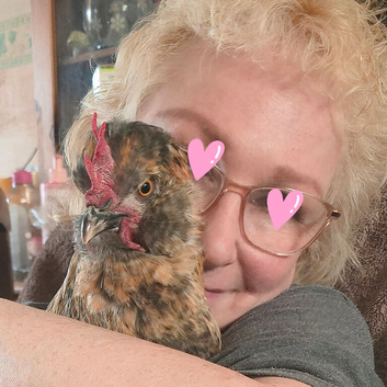 Tame Araucana x Silkie cockerel