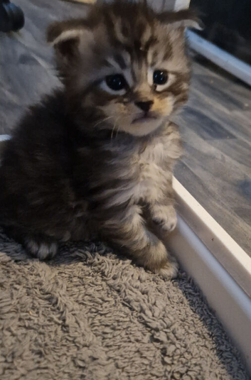 Stunning mainecoon kittens for sale