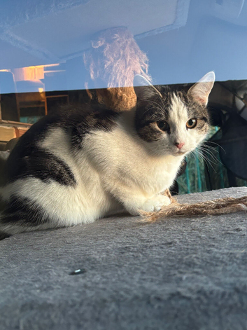 10 month old White/Tabby girl