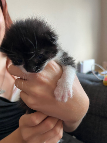 Kittens