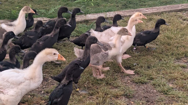 West of England cross goslings
