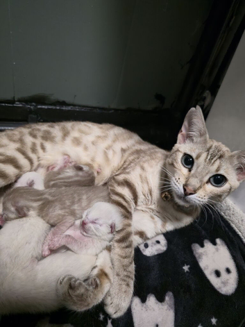 Bengal cross ragdoll kittens
