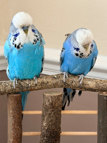 Proven pair of English Budgies