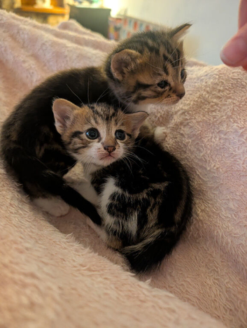 Kittens