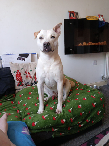 3 year old dog
