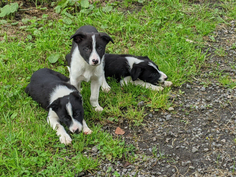 ISDS border collie pups for sale