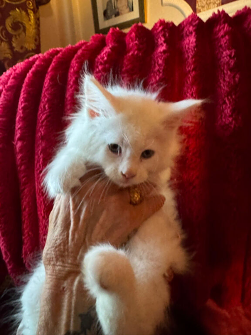 3 maine Coon kittens for sale
