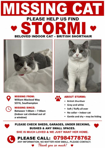 Missing Grey and white British shorthair
