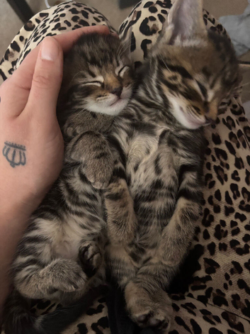 3 beautiful Kittens