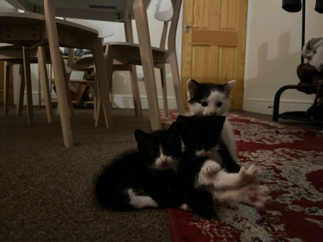 My babies need a forever home