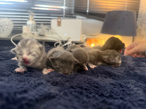 Mainecoon cross kittens