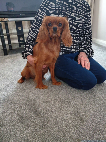 8 stunning Cavapoo  puppies