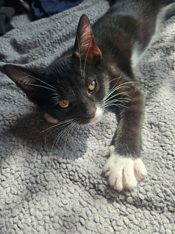 Tom & jerry 12 week old kittens