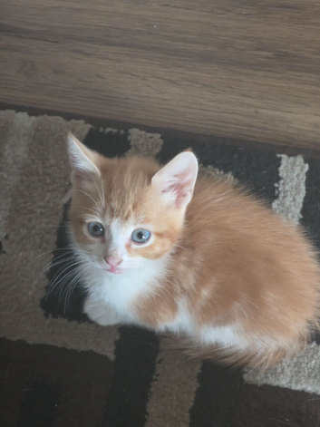 6 ginger and white kittens