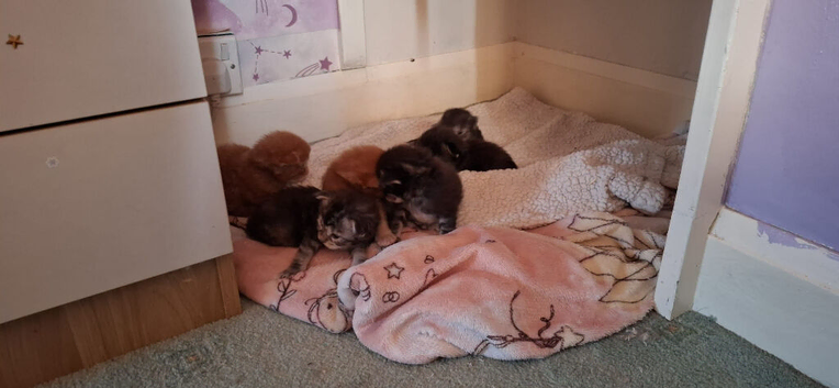 Main coon kittens