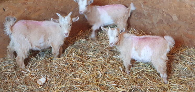 Lovely Goats