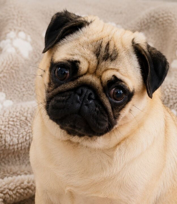 Pug Pedigree Girl Pup