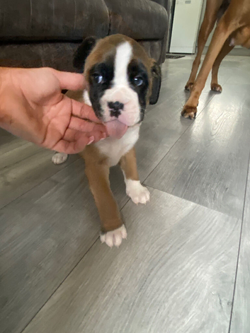 Boxer pup for sale