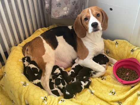 11 Beagle puppies