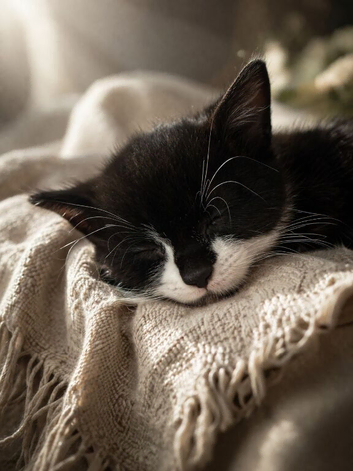 Kitten Looking for a Loving Home