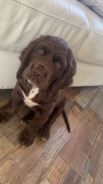 Sussex spaniel male puppy