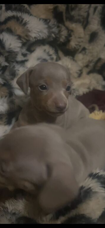 Isabella and tan Dachshund puppies ready November 14th