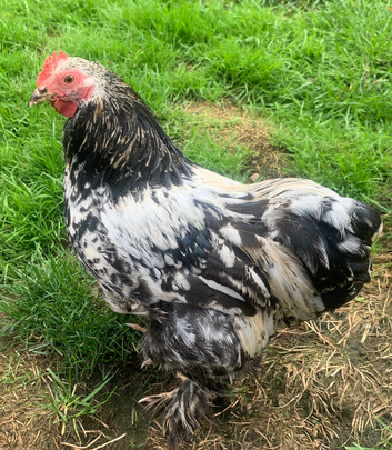 Pekin Cockerel chicken