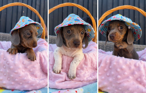 5 KC Miniature Dachshunds