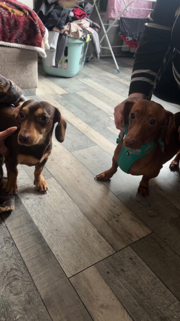 Pocket-sized miniature dachshund puppies