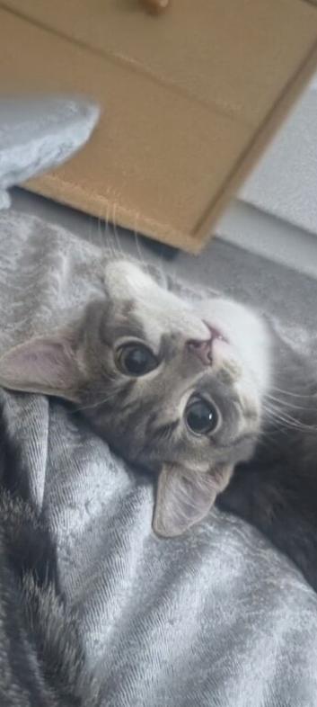 2 female cats for loving home.
