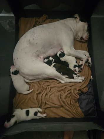 American Bulldog x American Akita puppies