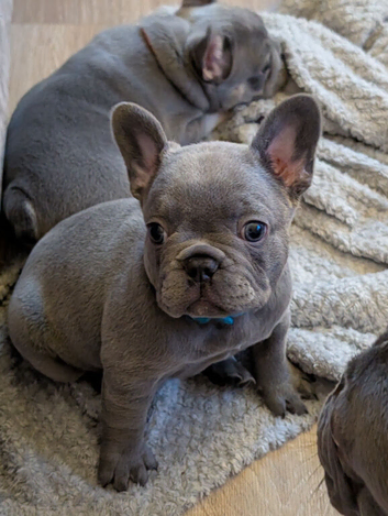 Gorgeous french bulldog babies