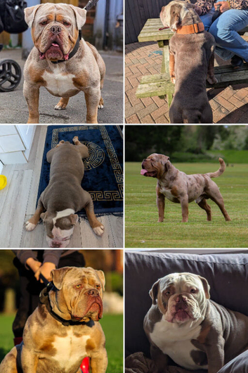 olde English bulldogge