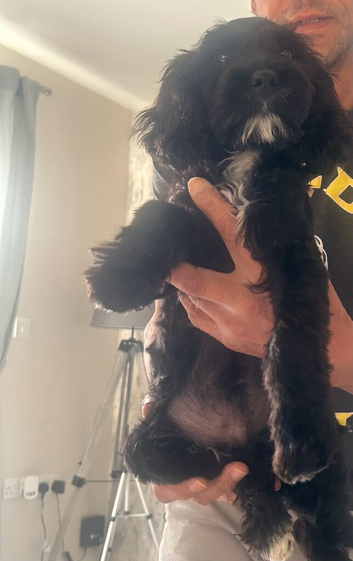 13 week old cockerpoo