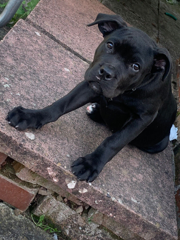 Female cane corso pup