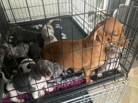 Miniature dachshunds